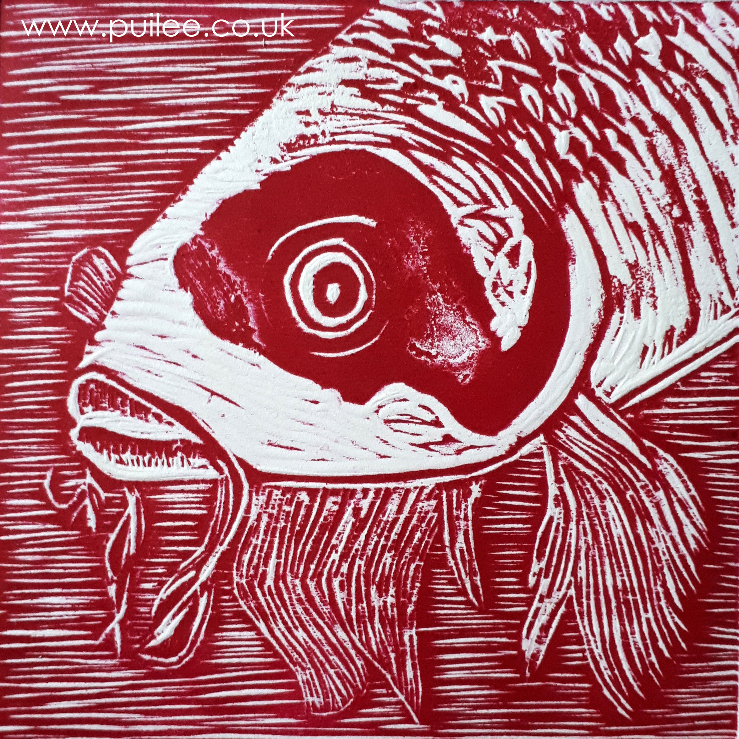 Coy (2018) woodcut on Fabriano - Pui Lee