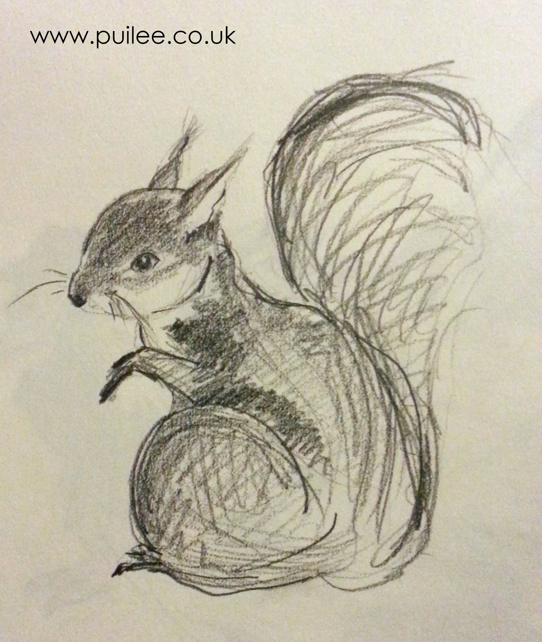 Squirrel (2014) pencil on paper - Pui Lee
