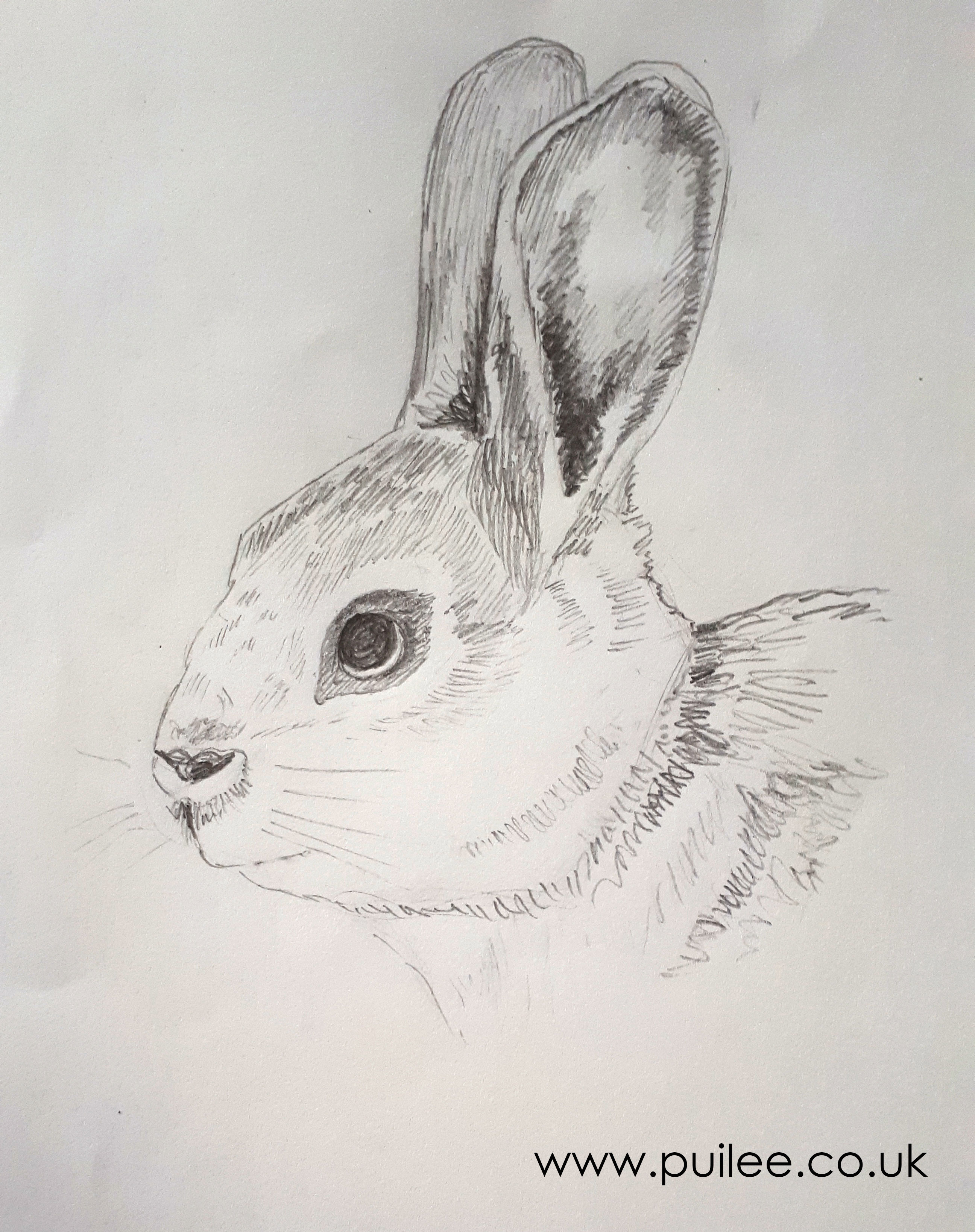 Rabbit (2020) pencil on paper - Artist Pui Lee