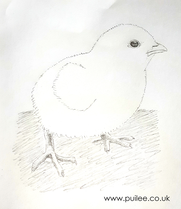 Chick (2020) pencil on paper - Artist Pui Lee