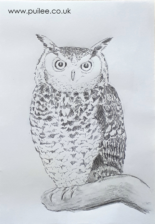 Owl (2020) pencil on paper - Artist Pui Lee