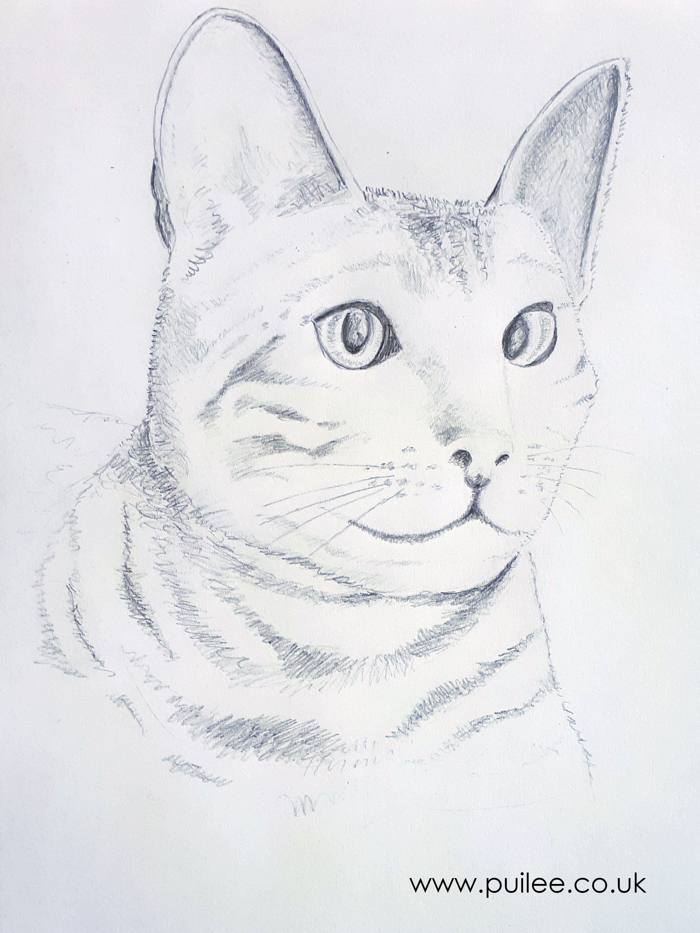 Cat (2020) pencil on paper - Artist Pui Lee