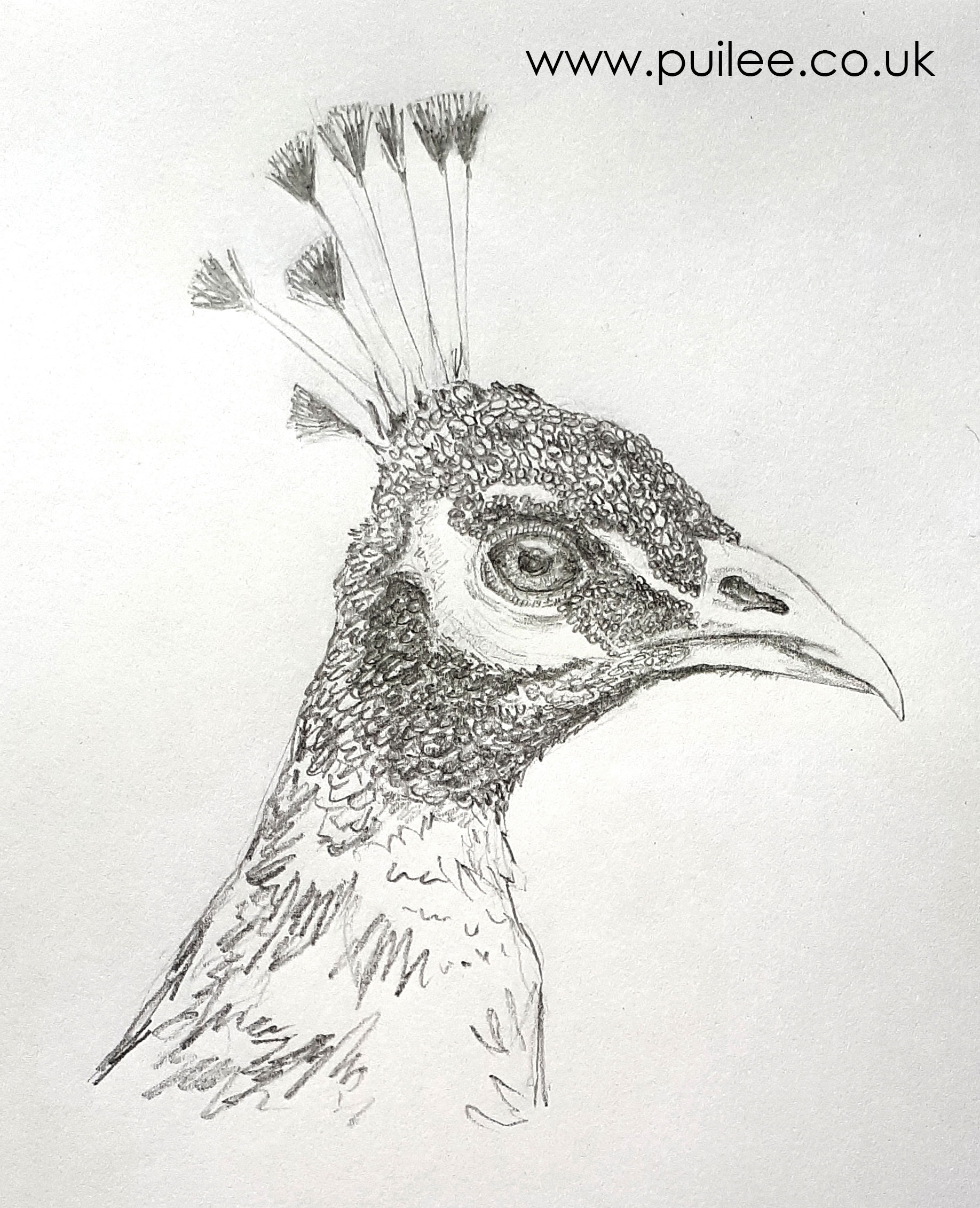 Peacock Head (2020) pencil on paper - Artist Pui Lee