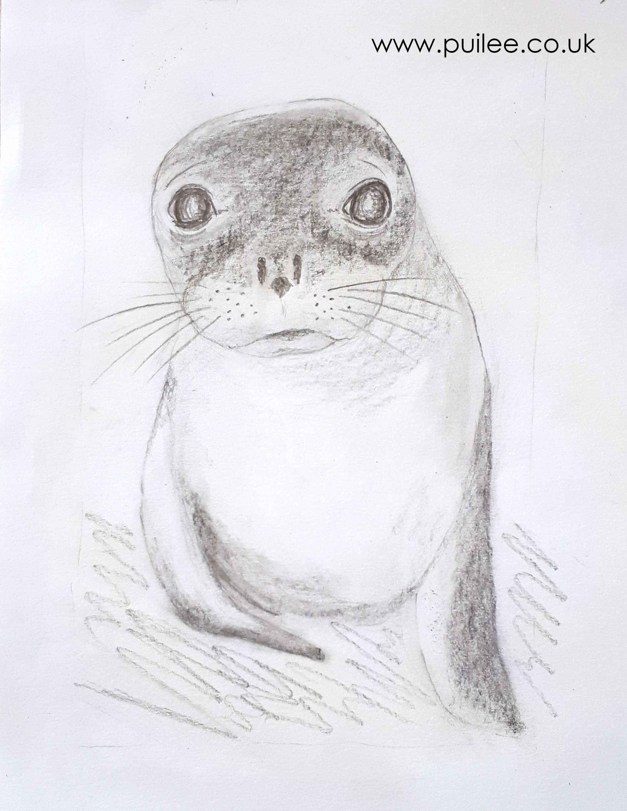 Seal (2020) pencil on paper - Artist Pui Lee