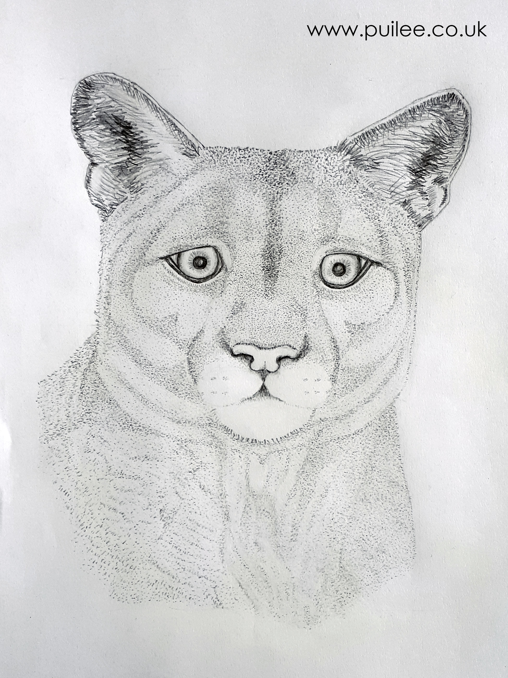 Puma (2020) -pencil on paper - Artist Pui Lee