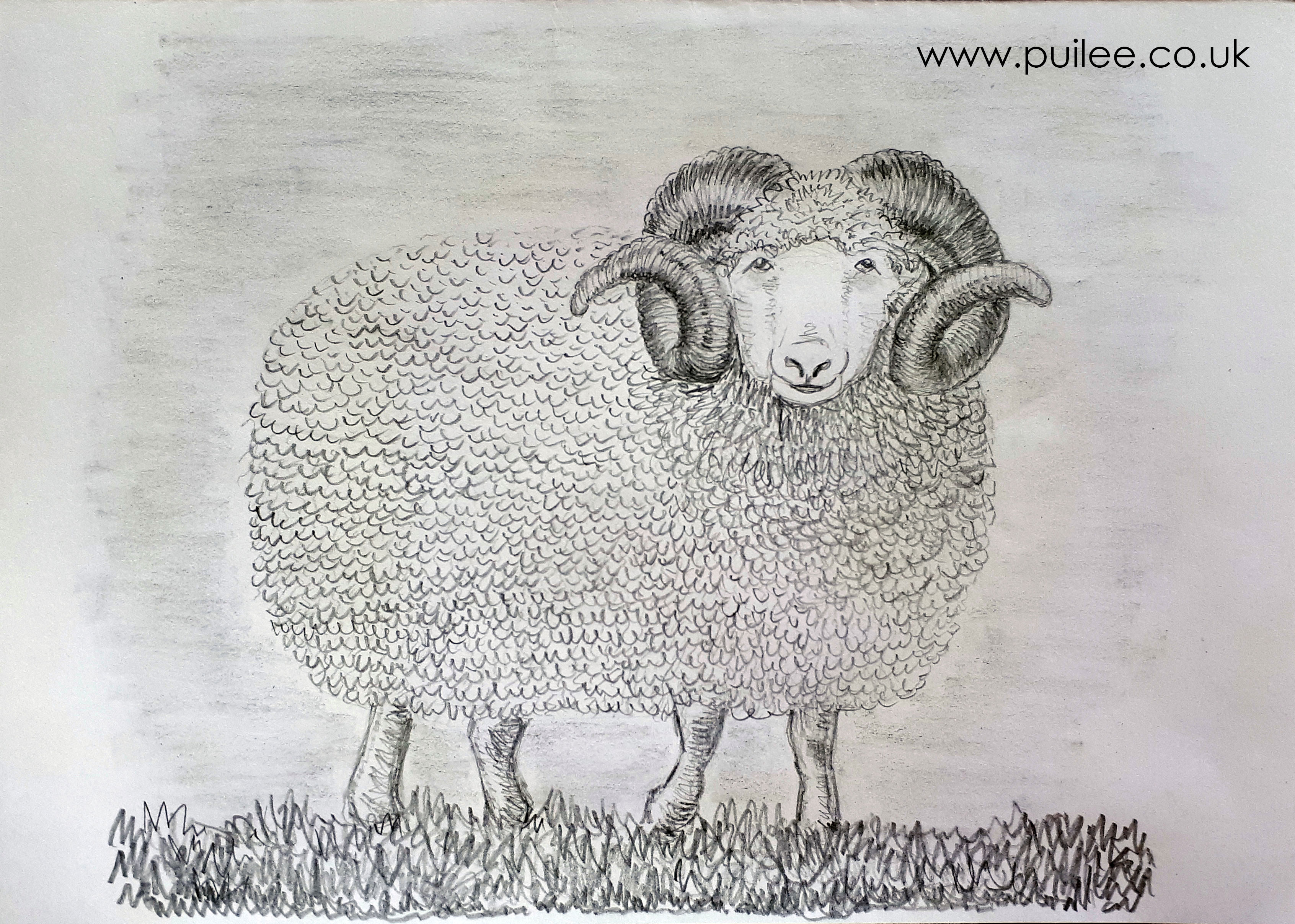 Ram (2020) pencil on paper - by Artist Pui Lee