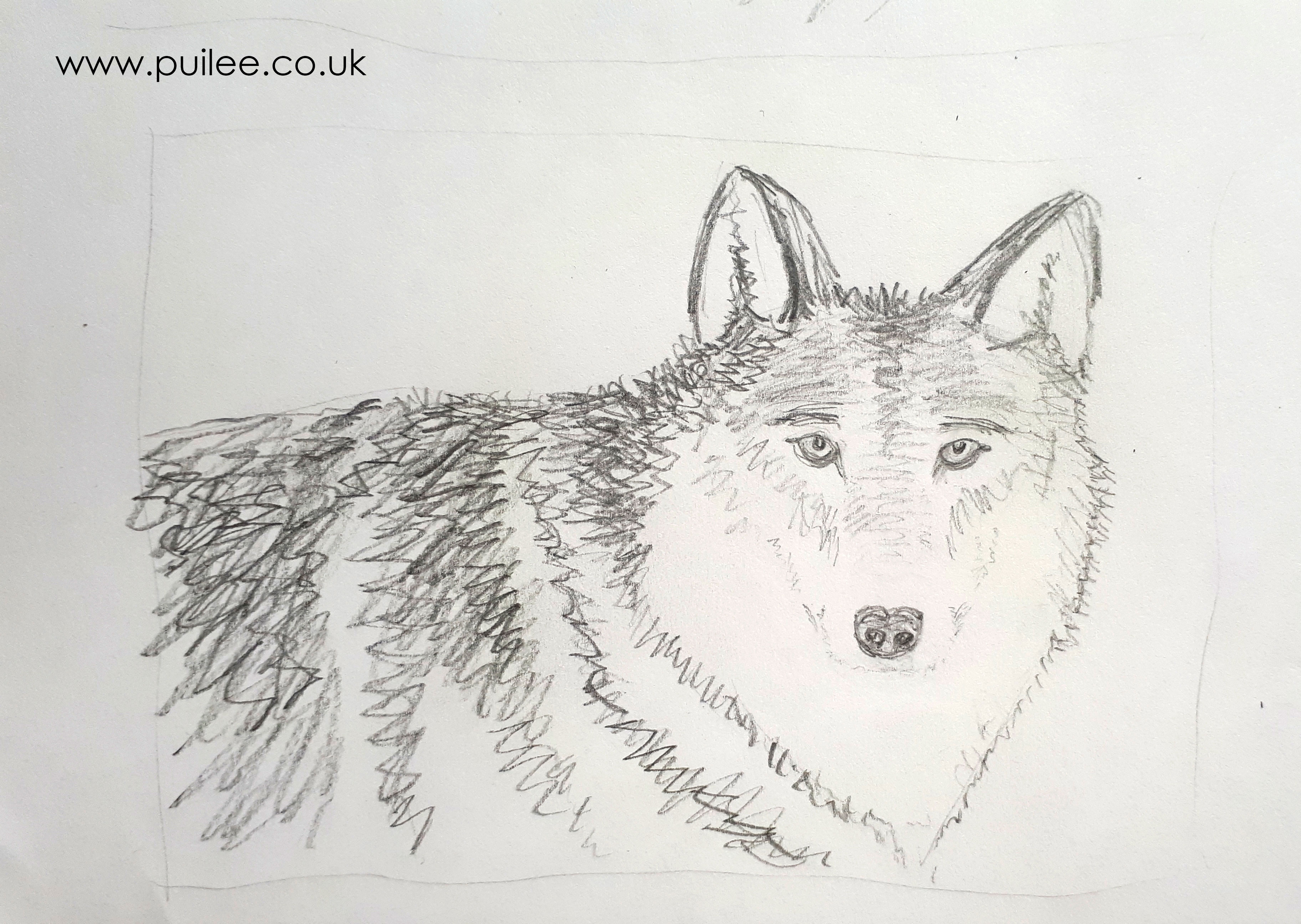 Wolf (i) (2020) pencil on paper - by Artist Pui Lee