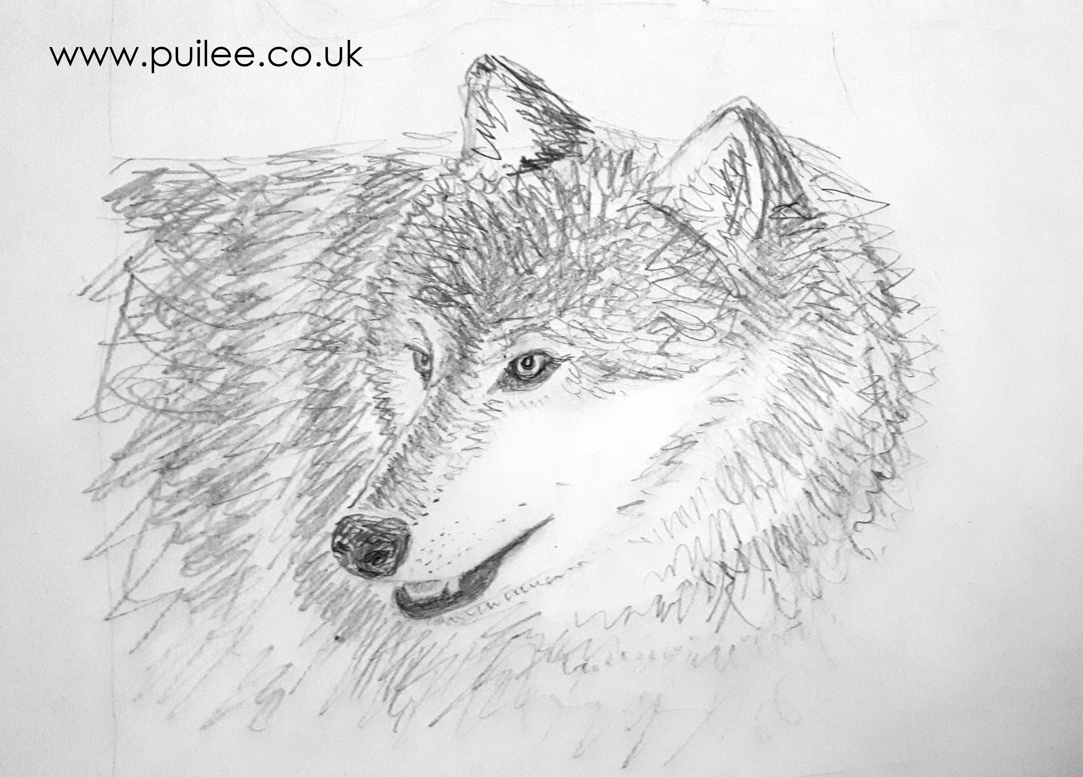 Wolf (ii) (2020) pencil on paper - by artist Pui Lee
