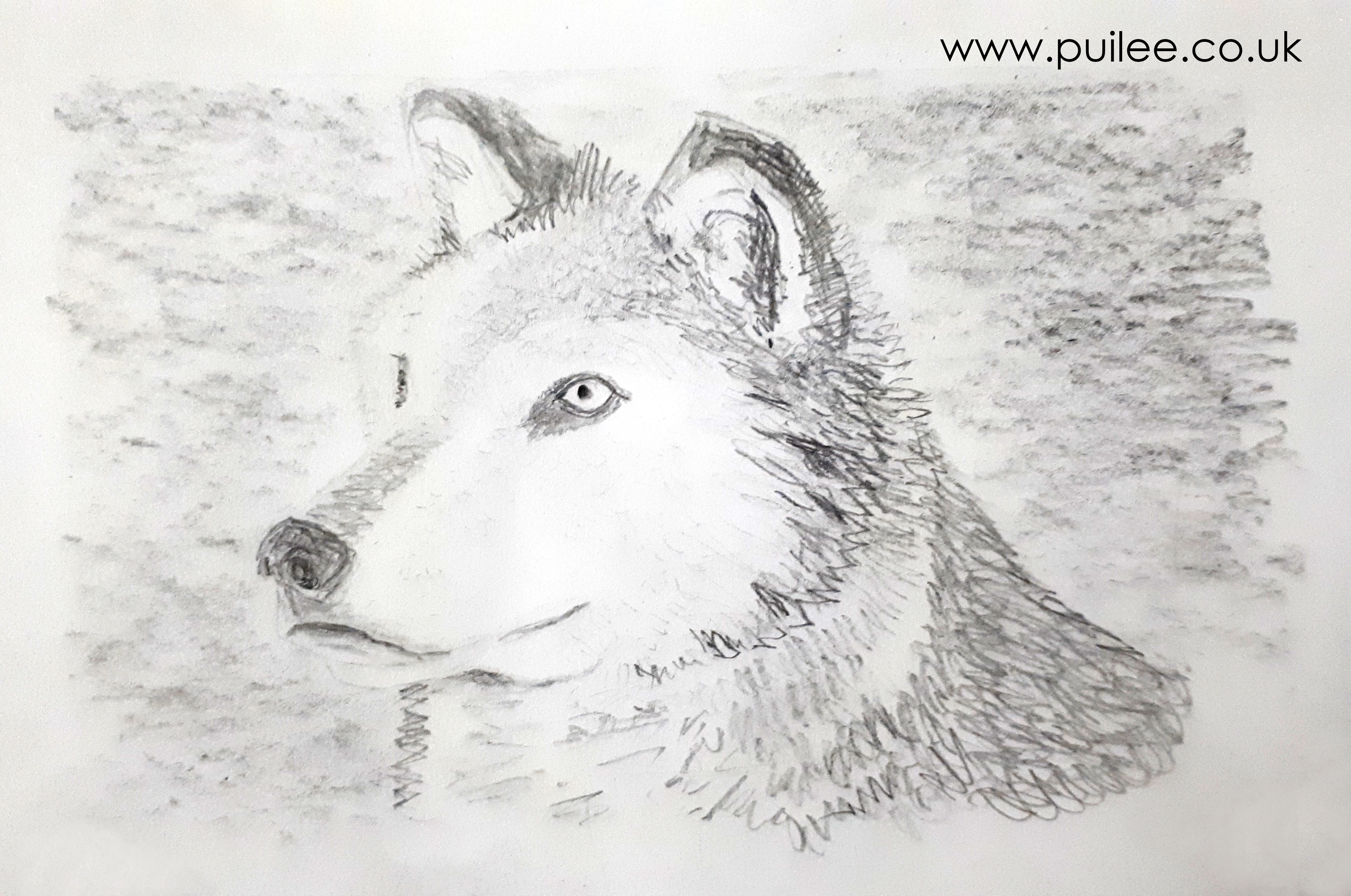 Wolf (iii) (2020) pencil on paper - Artist Pui Lee