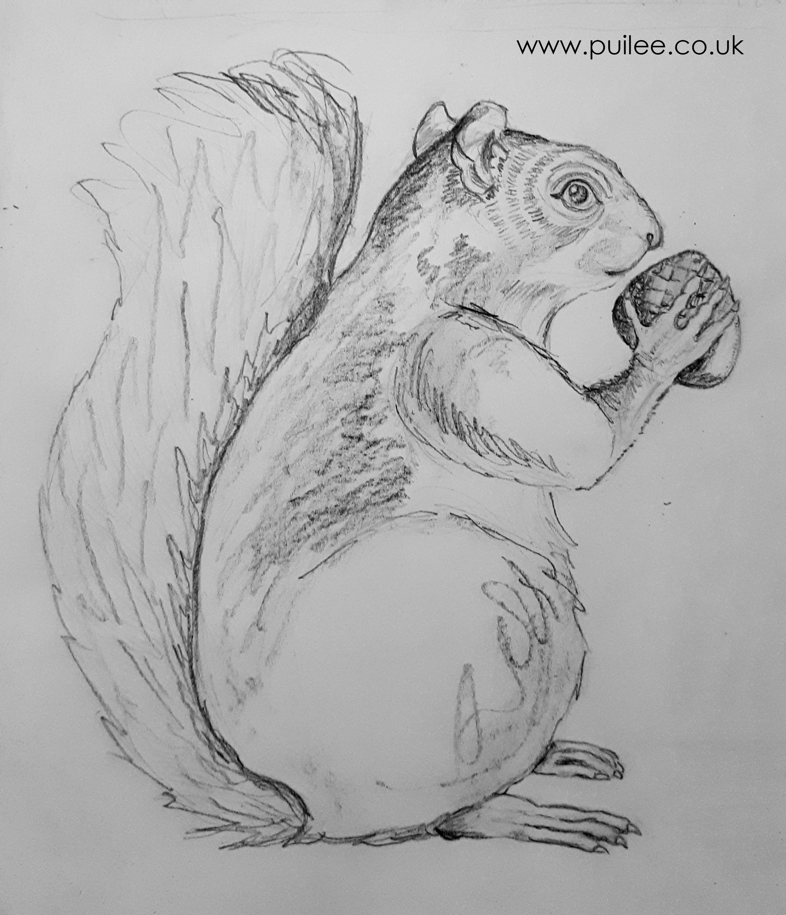 Squirrel (2020) pencil on paper - by Artist Pui Lee