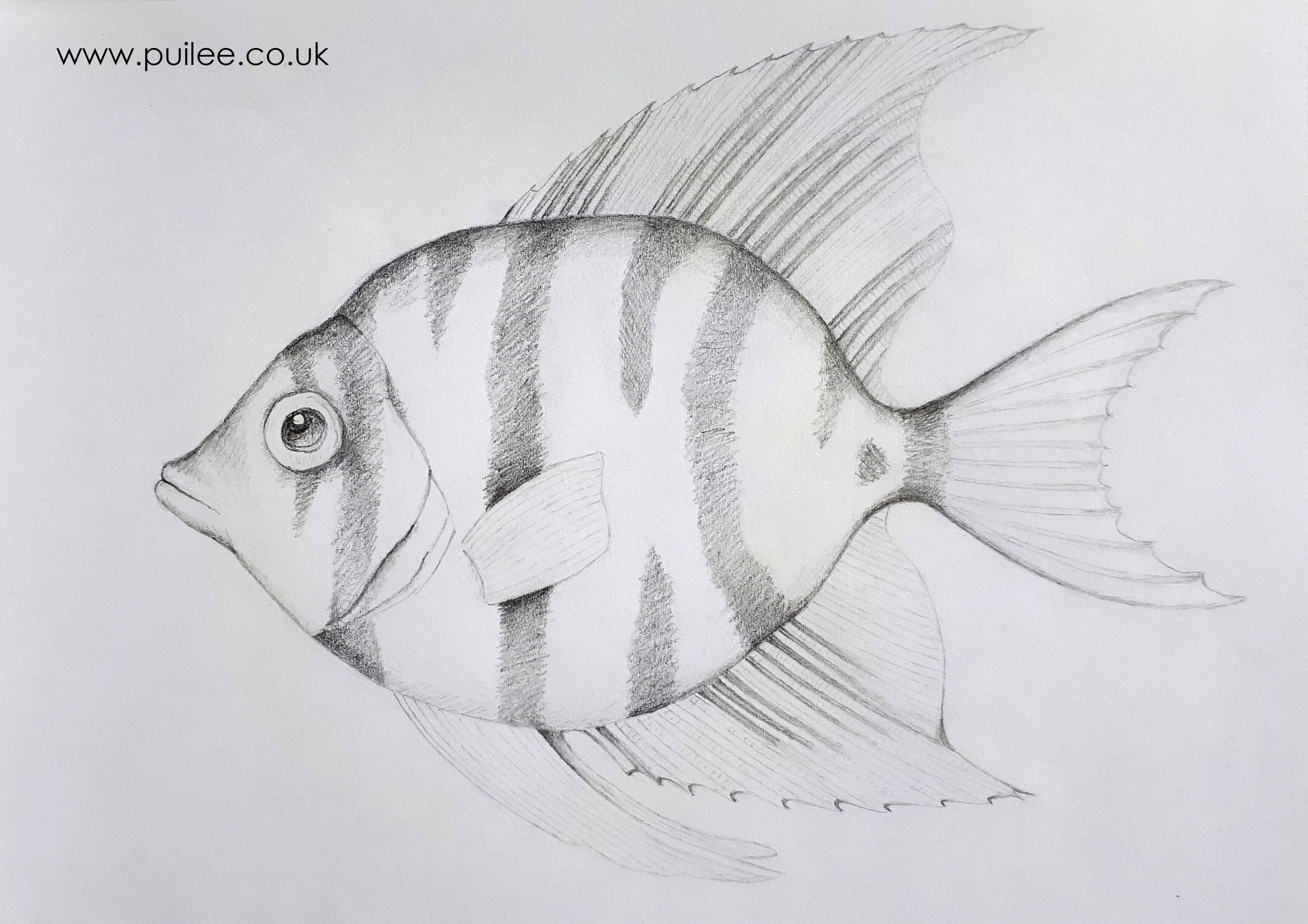 Zebrafish (2020) pencil on paper by Artist Pui Lee