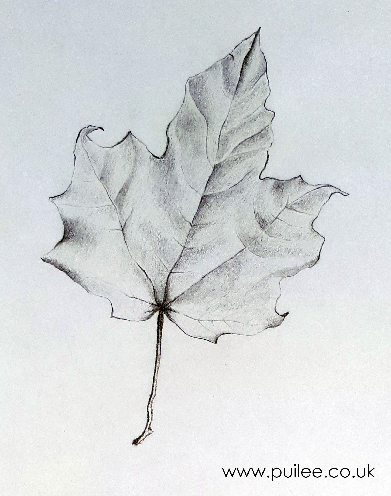 Leaf (2020) pencil on paper by Artist Pui Lee