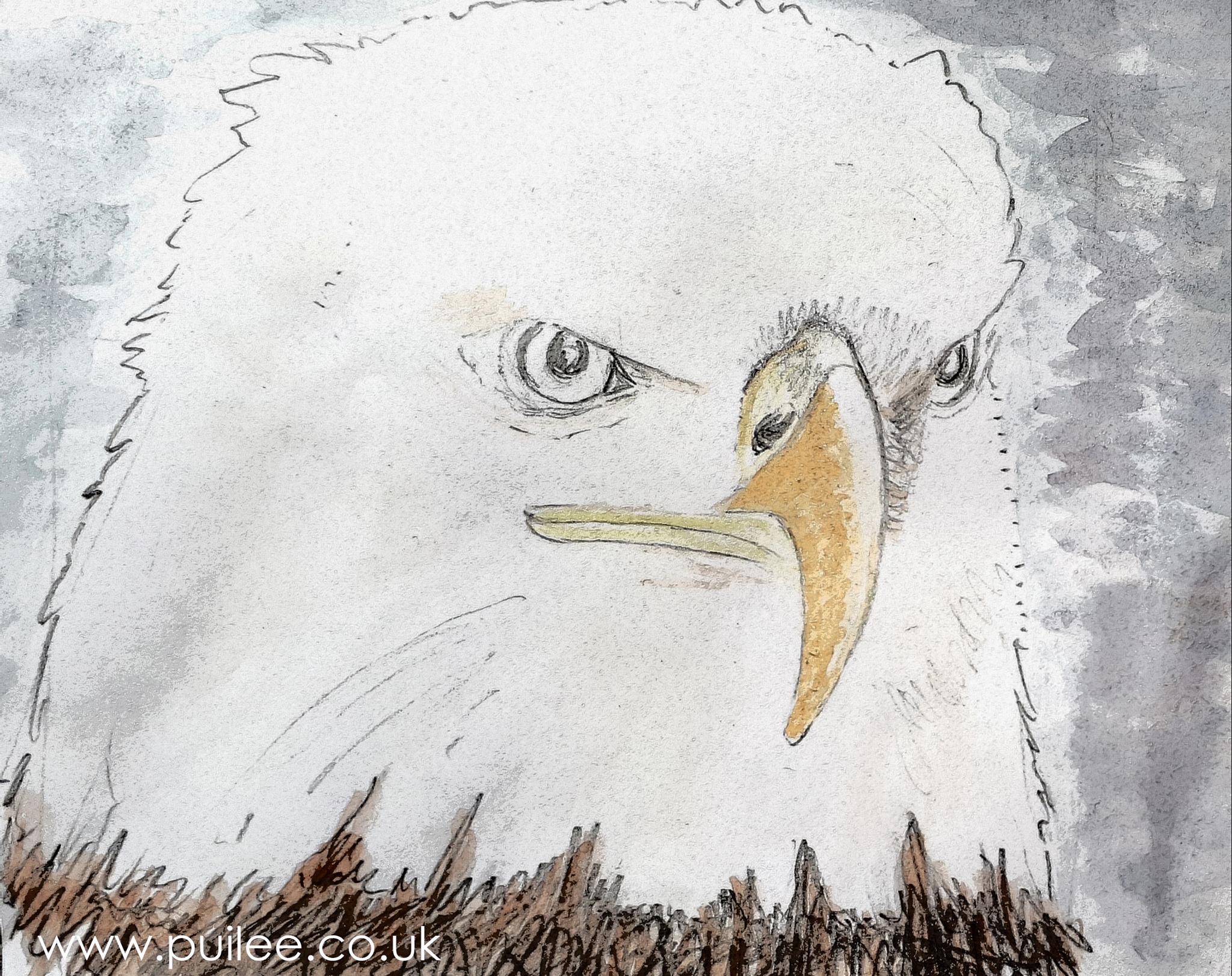 Bald American Eagle (2020) pencil and watercolour on paper - Artist Pui Lee